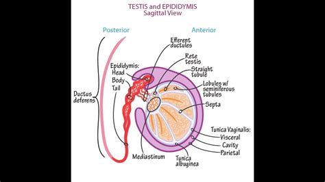 Anatomy Of The Testis Tunica Vasculosa Tunica Albuginea And Tunica