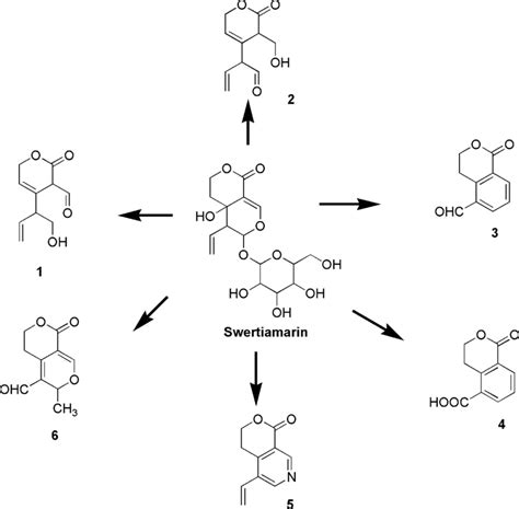 Metabolic Pathways Of Swertiamarin Download Scientific Diagram