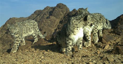 Rare Footage: a Snow Leopard Family of Four - Snow Leopard Trust