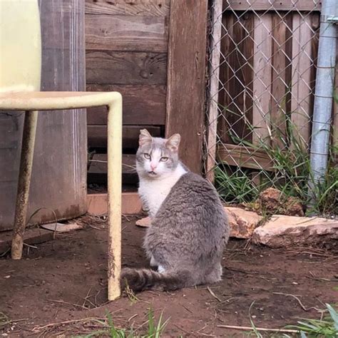 Los Habitantes De Apao Cat Os Saludanavui Estem De Sort Onyx Ha Posado