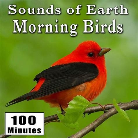 Early Morning Wild Birds Chirping And Activity (Songbirds) [Singing ...