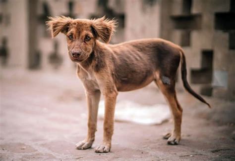 C Mo Saber Si Un Perro Tiene C Ncer S Ntomas