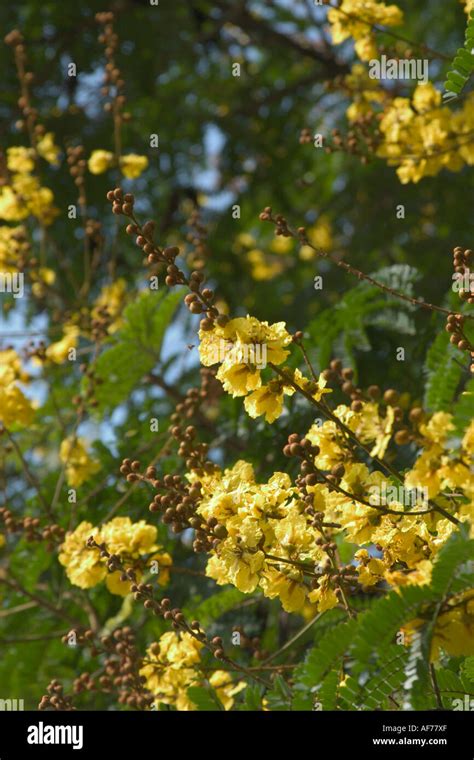 Flowers Of Yellow Poinciana Tree Peltophorum Pterocarpum Stock Photo