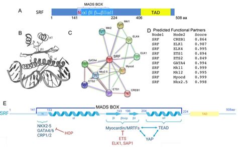 Serum Response Factor Srf Association With Fundamental Cofactors A Download Scientific