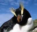 The penguin genus: Eudyptes