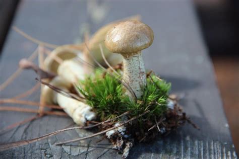 Different Types Of Edible Mushrooms With Pictures Artofit