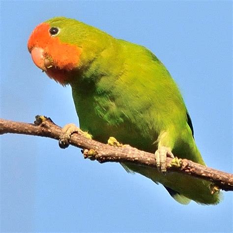 Red-headed Lovebird