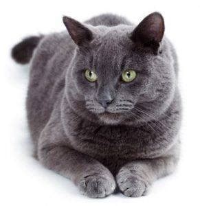 Russian Blue Cat Rehoming