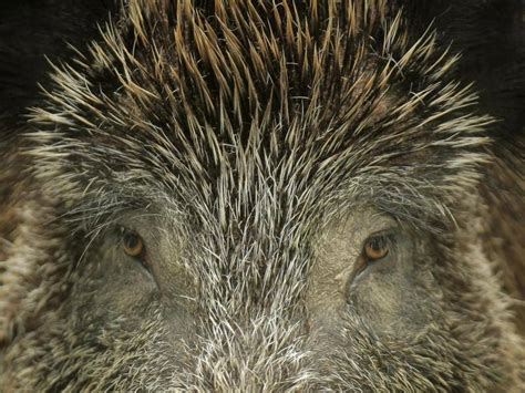 Unterfranken Wildschweine mit Pseudowut Risiko auch für Hunde und Katzen