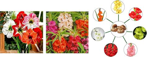 Kraft Seeds Balsam Mixed Flower Desi Seeds Andkraft Seeds Gate Garden