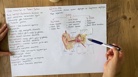 Sinif N Te Duyu Organlari Youtube