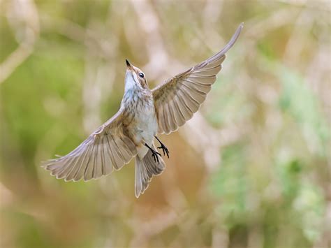 Spotted flycatcher | BirdForum