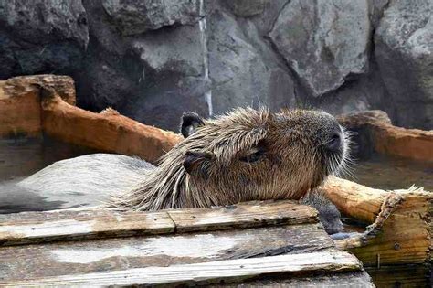 A capybara from Nasu has won this year’s competition for soaking in a ...