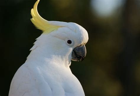 Best White Parrot Names: List of 200+ Names for a White Parrot