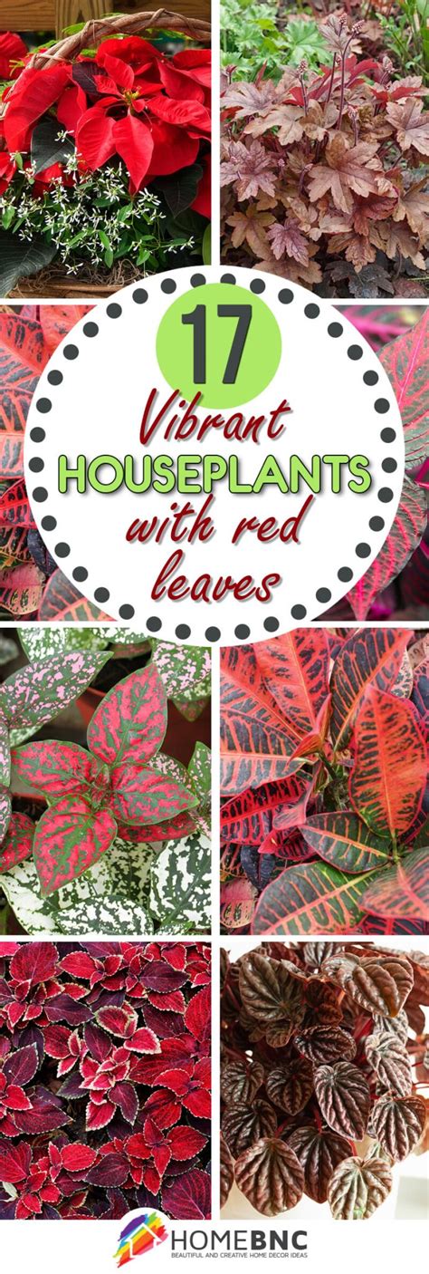 17 Houseplants with Red Leaves to Add to Your Home