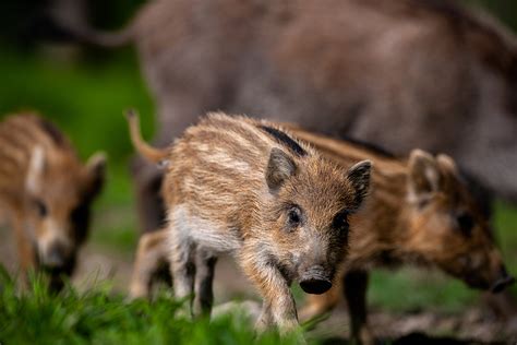 Wie böse ist das Wildschwein wirklich Jagdfakten at informiert