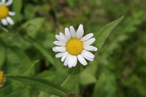 Brilliant Daisy Smithsonian Photo Contest Smithsonian Magazine