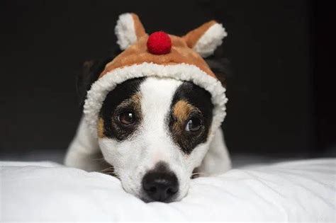 Comment savoir si mon chien est en bonne santé