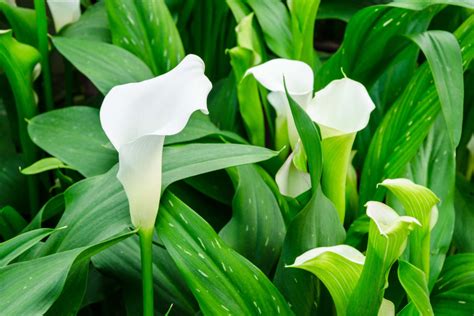 Wann Und Wie Sie Zantedeschien Umpflanzen Gartencentre