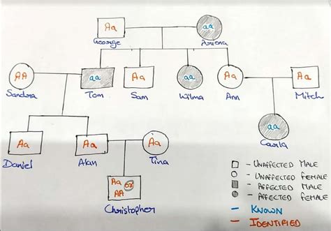 Solved The Pedigree Below Traces The Inheritance Of Alkaptonuria A