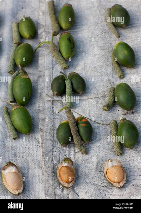 Betel Nuts In Kokopo Market East New Britain Papua New Guinea Stock