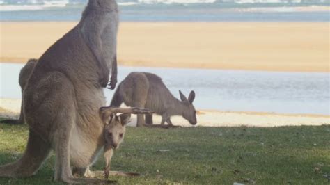 Free Kangaroo Pouch Stock Video Footage And B Roll Download 4k And Hd Clips