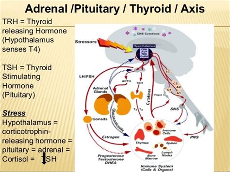 Thyroid Health