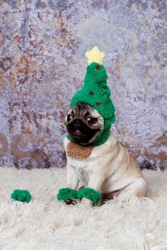 Christmas Pug Blank Template - Imgflip