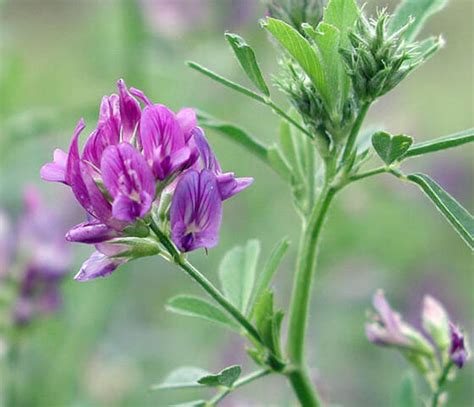 Lucerne Seed Medicago Sativa Buy Online Farmseeds Co Uk Farm Seeds