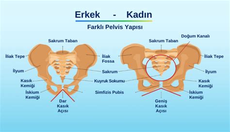 Pelvis Nedir Pelvik A R Lar N Z N Nedeni Ne Olabilir Kayhan Turan