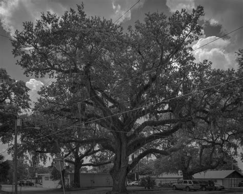 The Dream and the Decay: Joshua Lutz’s Orange Blossom Trail — about