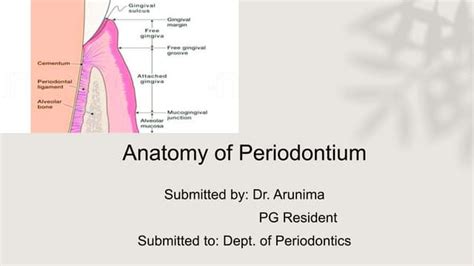 Anatomy of periodontium | PPT