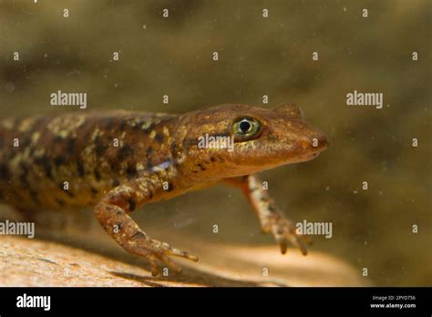 Tritone Sardo Euproctus Platycephalus Gravenhorst 1829 Anche Detto