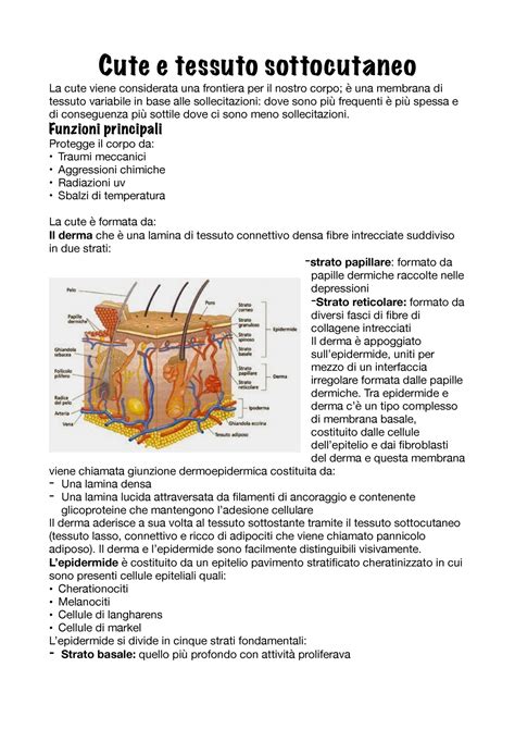 Anatomia La Cute Cute E Tessuto Sottocutaneo La Cute Viene