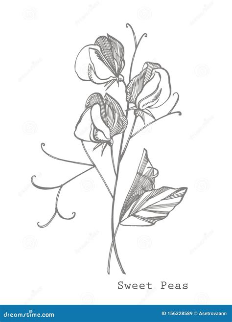 Sweet Pea Flowers Drawing And Sketch With Line Art On White Backgrounds