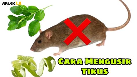 Cara Mengusir Tikus Bersama Strategi Ahli Anak UI