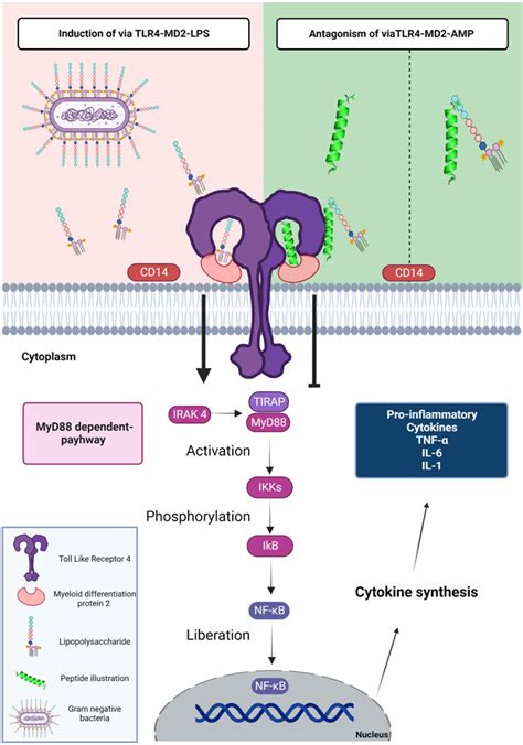 Frontiers Antimicrobial Peptides Could Antagonize Uncontrolled