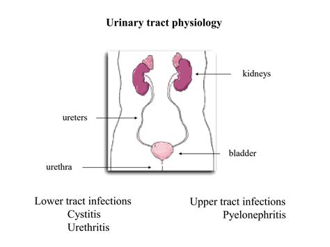 Solution Urinary Tract Infections Uti Studypool