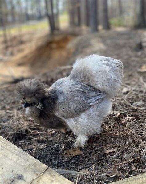 6 Quality Silkie Chicken Fertile Hatching Eggs All Colors Possible