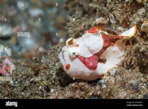 Painted Frogfish Antennarius Pictus Lembeh Strait North Sulawesi