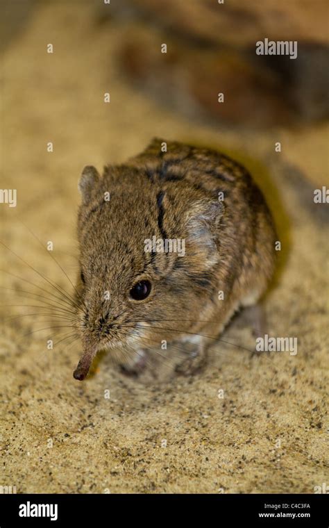 Shrew mouse hi-res stock photography and images - Alamy