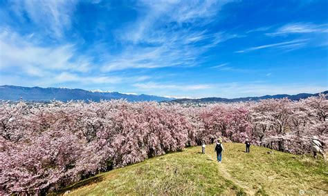 Matsumoto Castles Cherry Blossom Season A Secret Spot To See Cherry