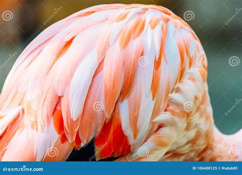 Pink Flamingo Feathers stock image. Image of beautiful - 106408125