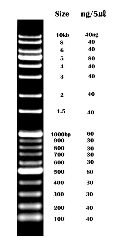 Gd Kb Plus Dna Ladder Rtu Off Gbu Taganskij Ru