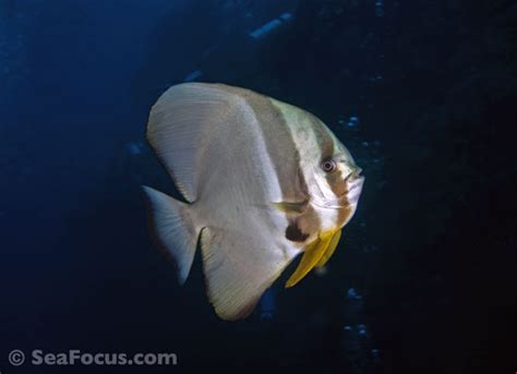 Batfish – image gallery | marine species information | diving photos ...