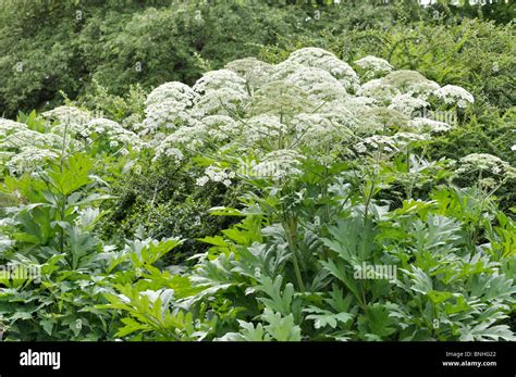 Cow Parsnip Heracleum Lanatum Stock Photo Alamy