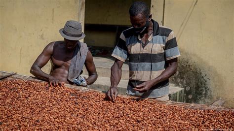 Ghana's cocoa farmers lament low earnings amid high prices – DW – 04/22 ...