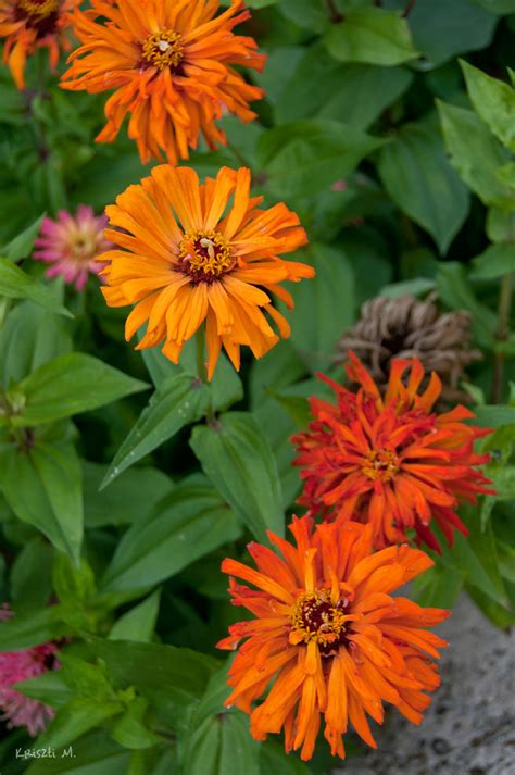 Rustic Zinnia Kriszti M Flickr