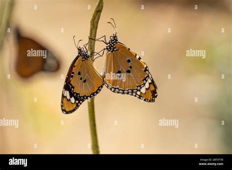 Two Plain Tiger Danaus Chrysippus AKA African Monarch Butterfly