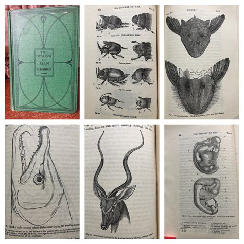 Charles Darwin The Descent Of Man And Selection In Relation To Sex 1922 Catawiki